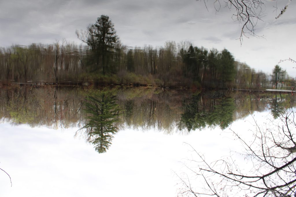 flipped_image_of_trees_on_water